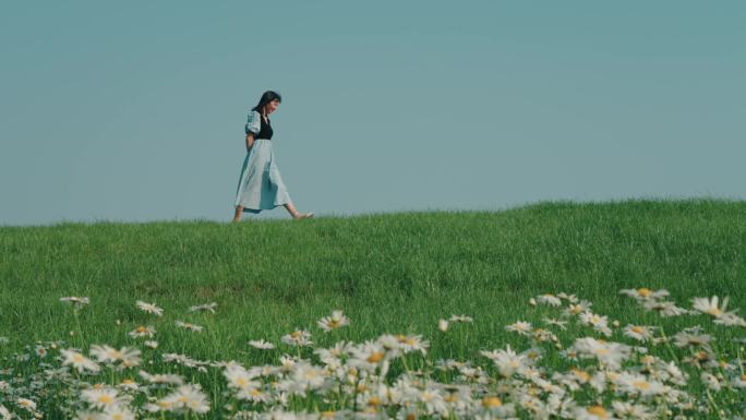 女生在大滨菊花丛行走和闻花香治愈系风景