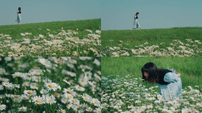 女生在大滨菊花丛行走和闻花香治愈系风景