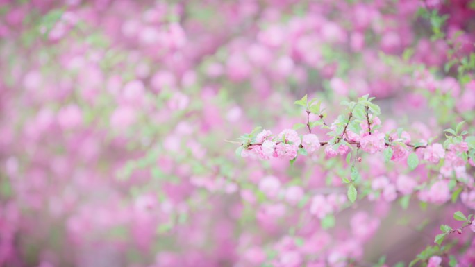 山桃花丛里一支粉色山桃花枝桠特写