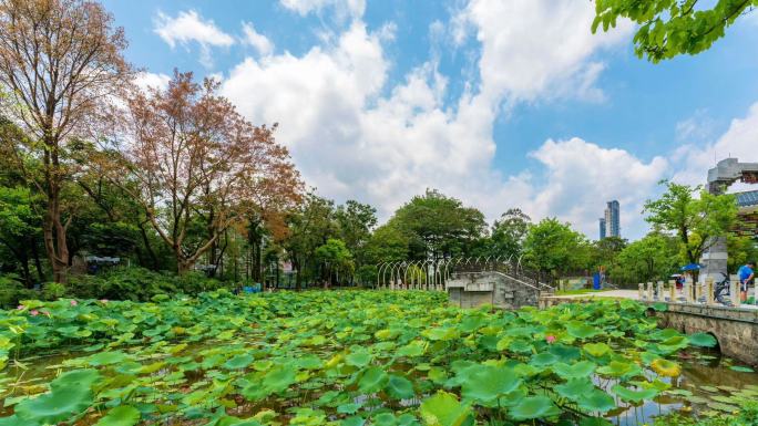 佛山亚艺公园禅荷花岛 荷花池延时摄影