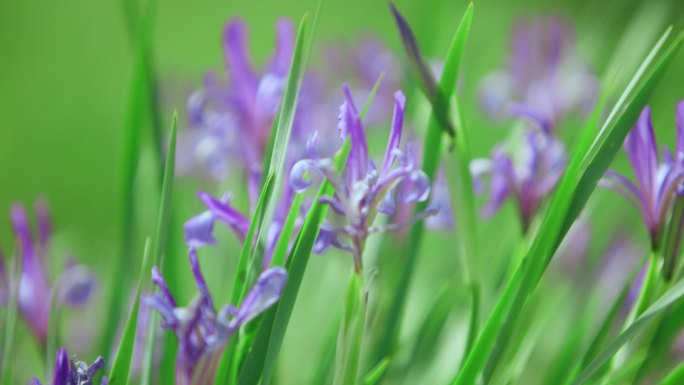 马兰花 绿色 植物 清新  马莲 马莲花