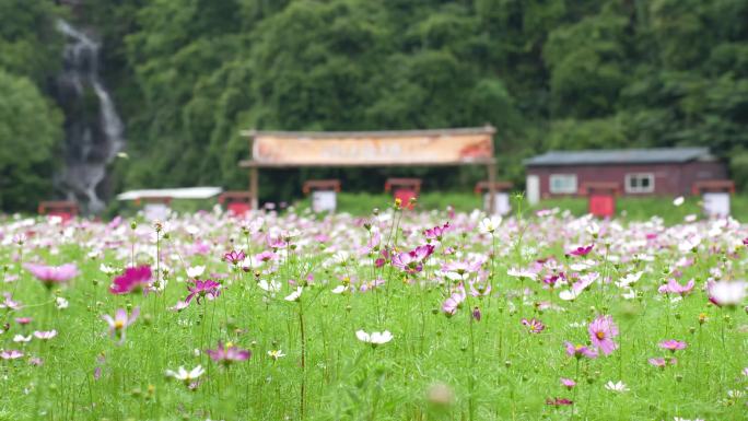 格桑一大片花海开野外鲜朵开放乡村风中摇摆