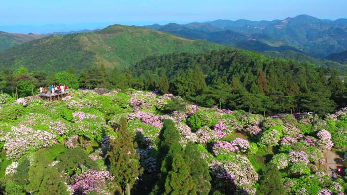 天台山 云锦 杜鹃花2-2