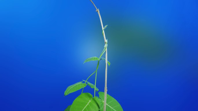 延时摄影植物生长萝藦攀援生长