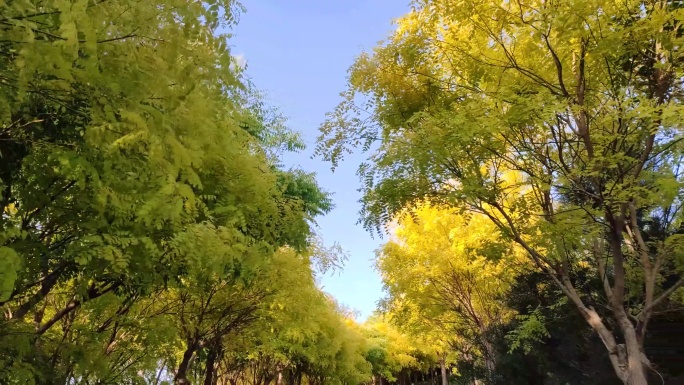 天空金色树叶