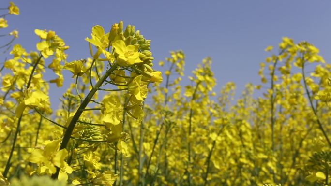 油菜花