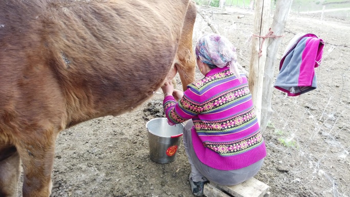 哈萨克妇女挤牛奶