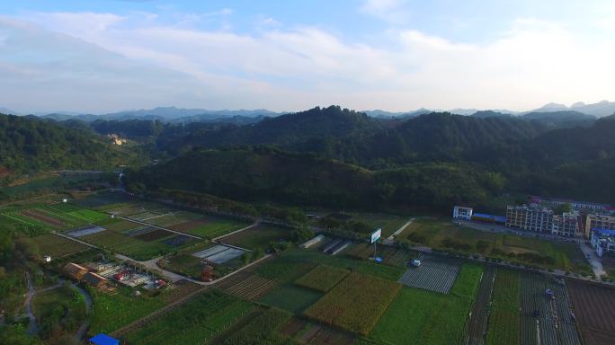 广西山水农业种植大棚种植航拍