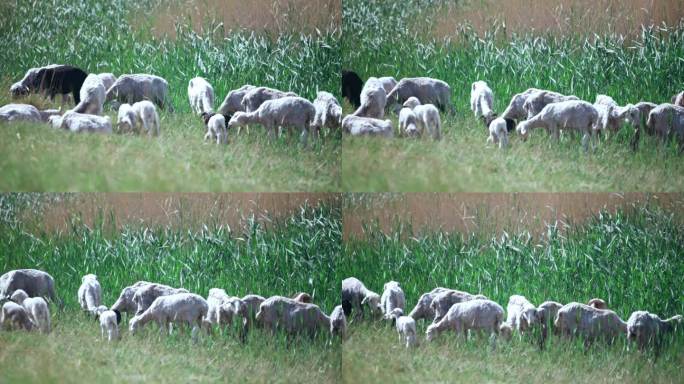 夏天 牧羊 牧羊人 放羊 夏季 休闲