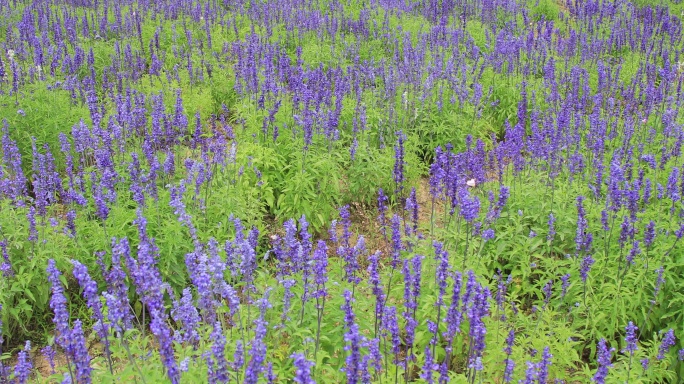 薰衣草花田