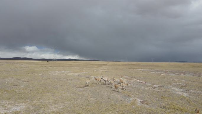 可可西里藏羚羊