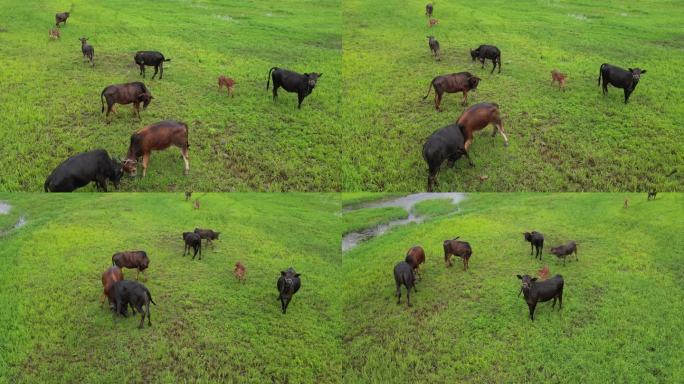 美丽乡村  舒适河道风光  生态牧场