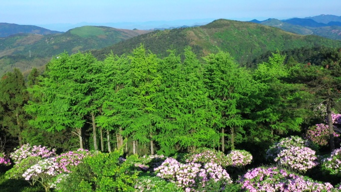 天台山 云锦 杜鹃花 森林