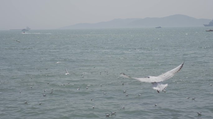 海边海鸥起飞近景自由