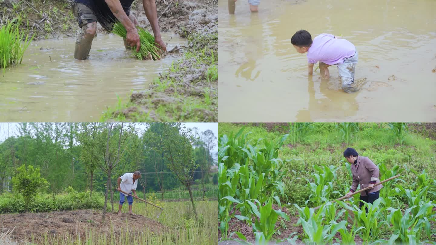 农村水稻种植农业生产体验农业