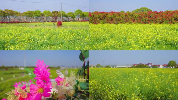 海沈村油菜花