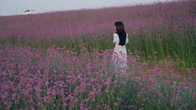 女生在紫色马鞭草花海花丛里行走玩耍旅行