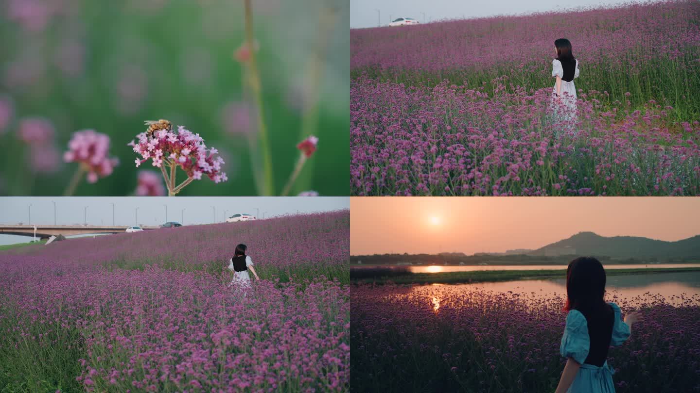 女生在紫色马鞭草花海花丛里行走玩耍旅行