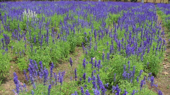 薰衣草花田