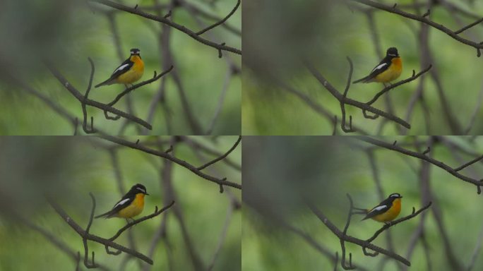 6K原始素材白眉姬鹟鸟叫声