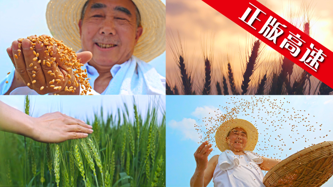 农业小麦麦子丰收农田农民乡村振兴粮食芒种