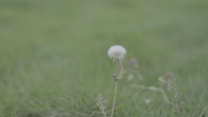 植物特写空境