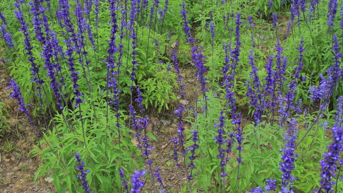 薰衣草花田