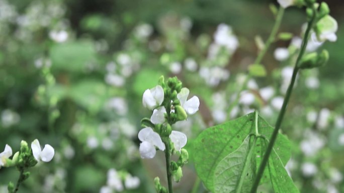 摇曳白色小花