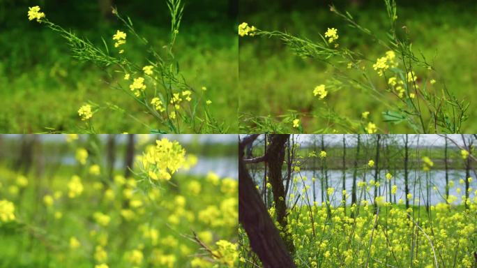 路边的油菜花