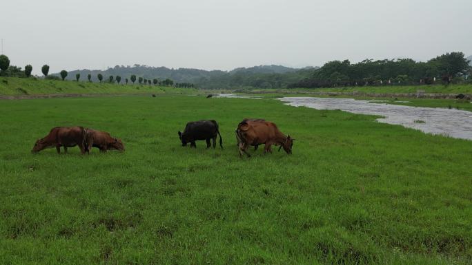 美丽乡村  舒适河道风光  生态牧场