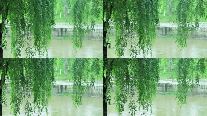 阳光下河岸边垂杨柳树叶柳叶柳枝 桥
