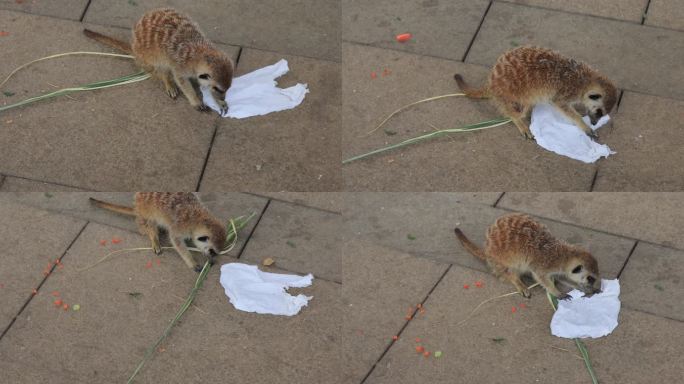 可爱的狐獴撕纸玩