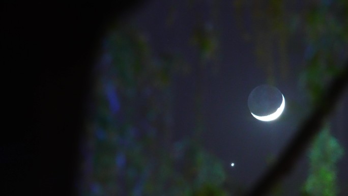 夜晚树梢金星伴月