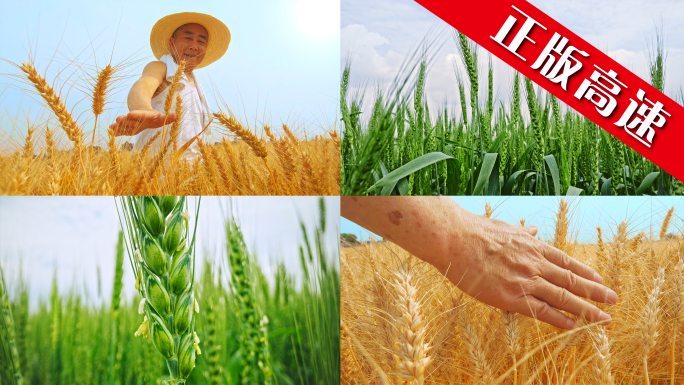 农业小麦播种发芽三农麦田种子生长乡村希望