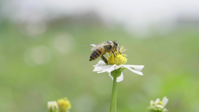 蜜蜂 蜂蜜