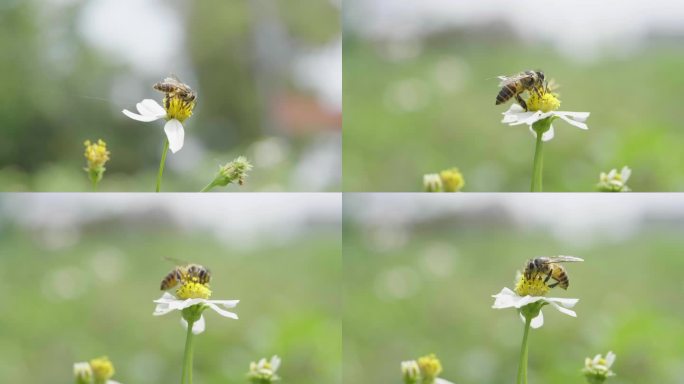 蜜蜂 蜂蜜