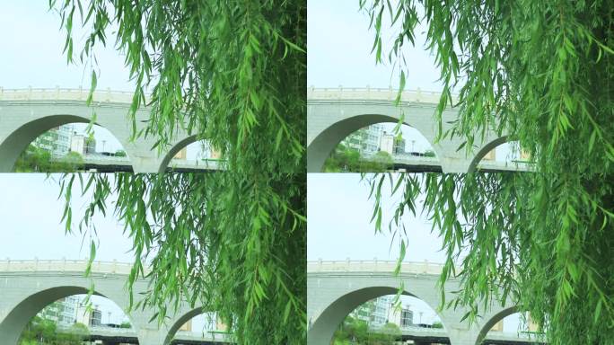 阳光下河岸边垂杨柳树叶柳叶柳枝 桥