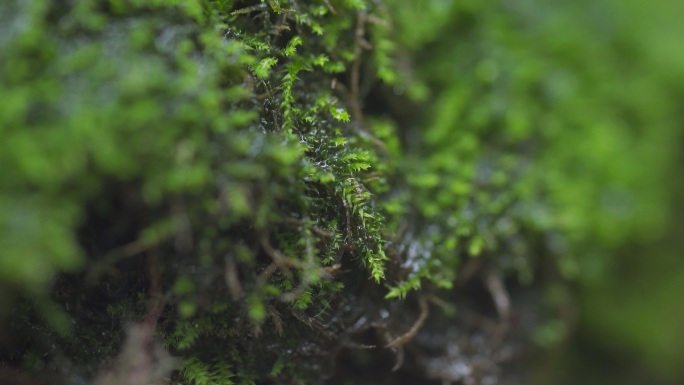 4K原始森林苔藓