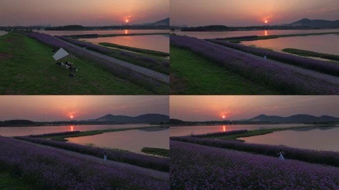 女生行走在马鞭草花丛小道欣赏日落夕阳晚霞