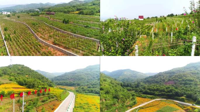 丹凤核桃产业园