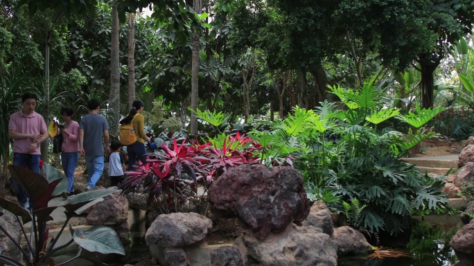 苏州大阳山植物园热带植物