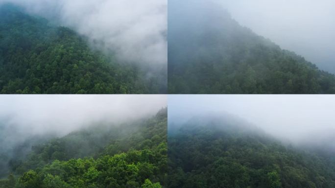 原始森林氧吧云雾航拍