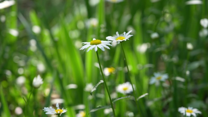 夏日小雏菊空镜