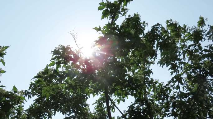 阳光照射树林枫树花期