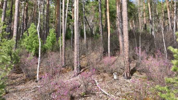 大兴安岭山地樟子松松林