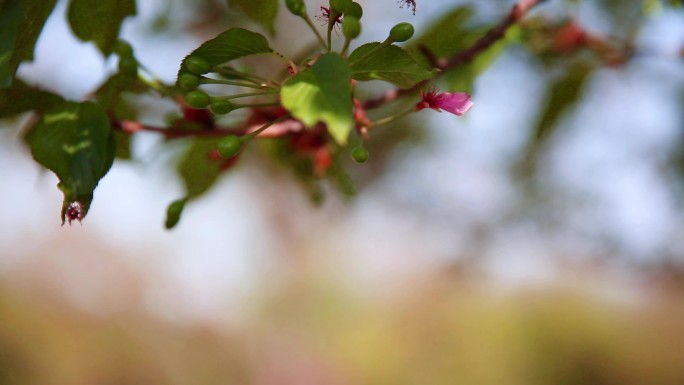 自然风景春季花草树叶实景拍摄合集