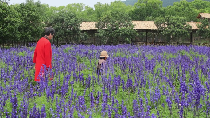 奶奶与孙女在薰衣草花田游玩