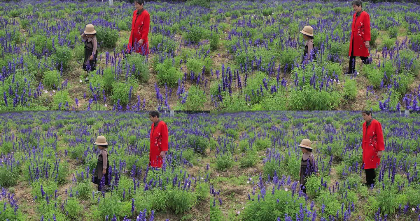 奶奶与孙女在薰衣草花田游玩