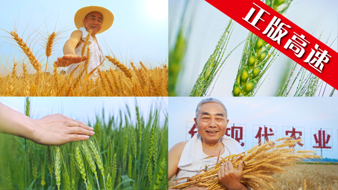 农民小满小麦美丽乡村收割笑脸收获现代农业