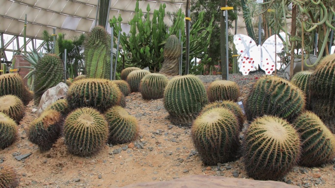 苏州大阳山植物园热带植物